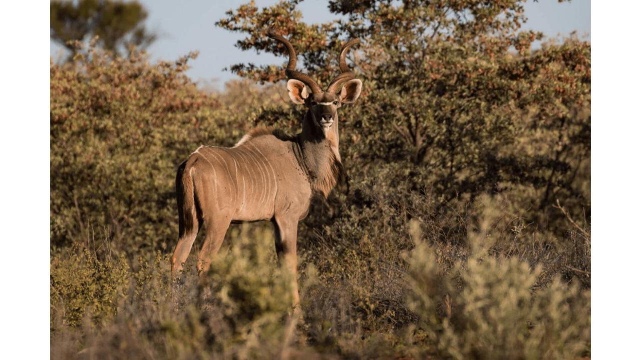 Sandune Game Lodge Gobabis Extérieur photo